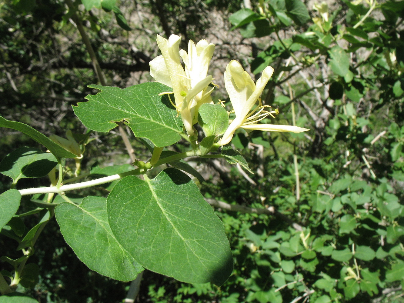 Изображение особи Lonicera nummulariifolia.