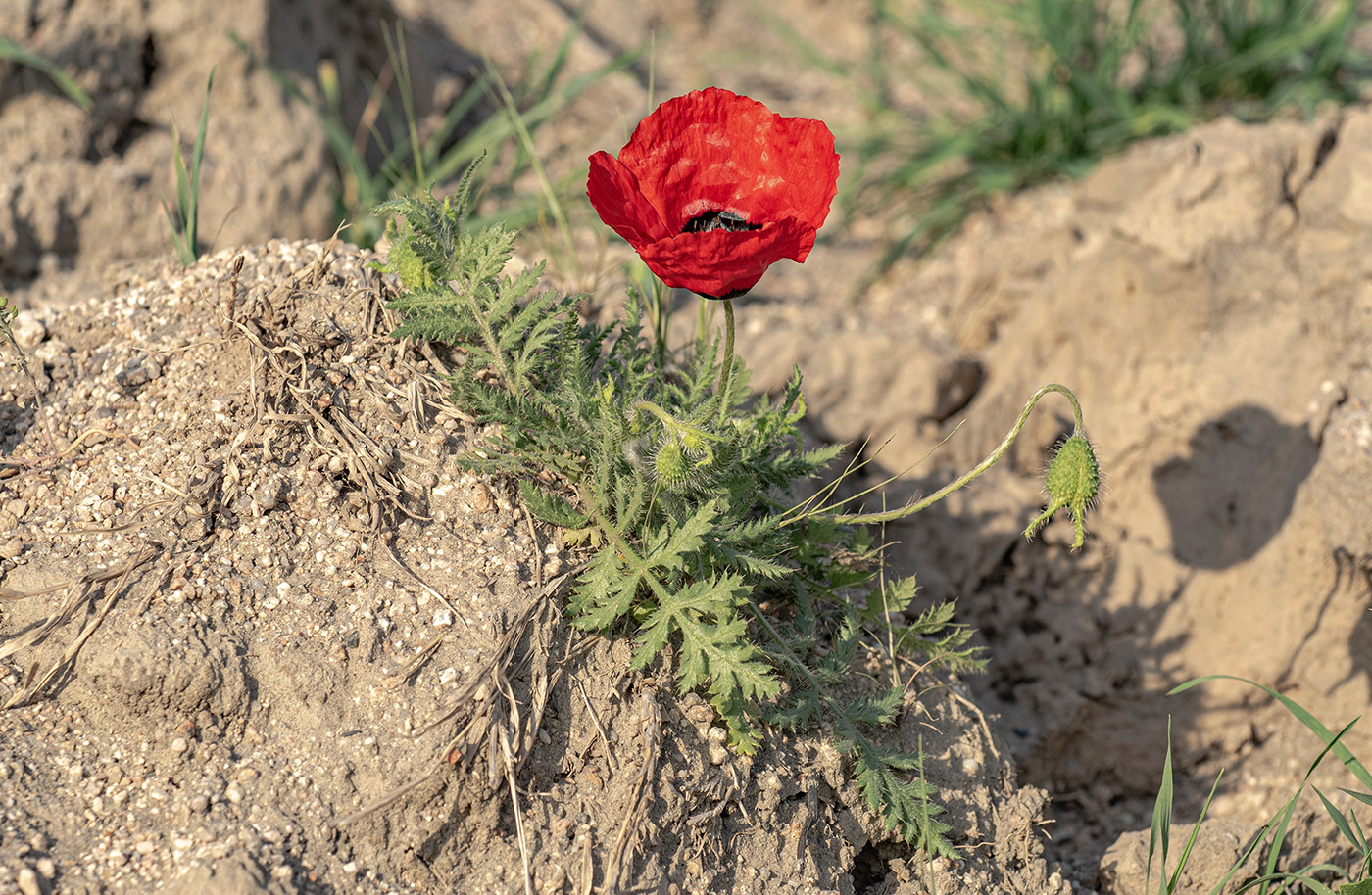 Image of Papaver pavoninum specimen.