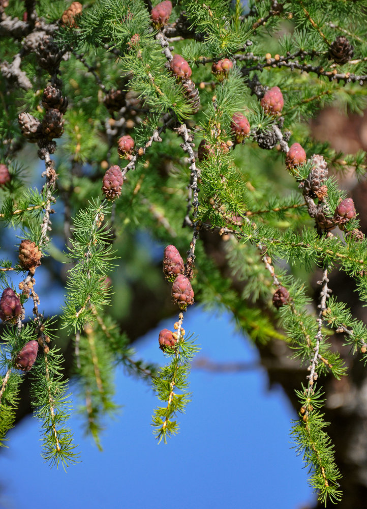 Image of Larix sibirica specimen.