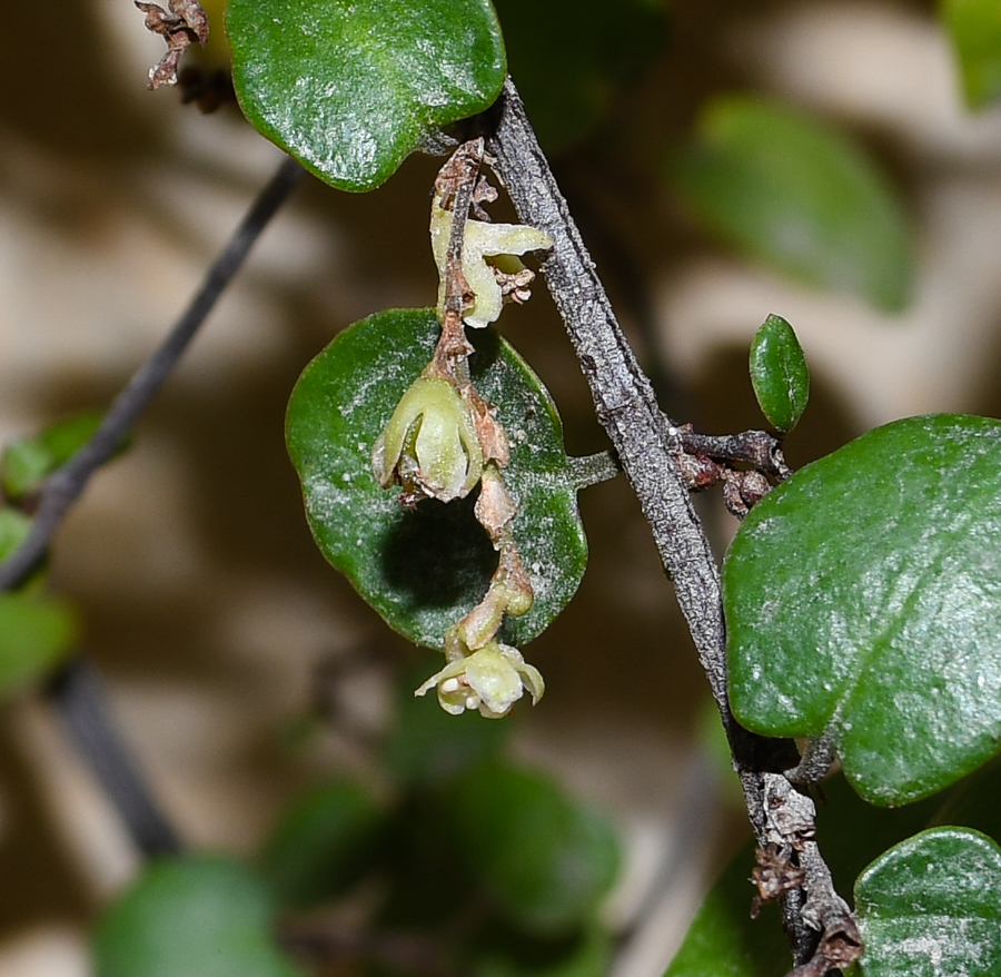 Изображение особи Muehlenbeckia complexa.