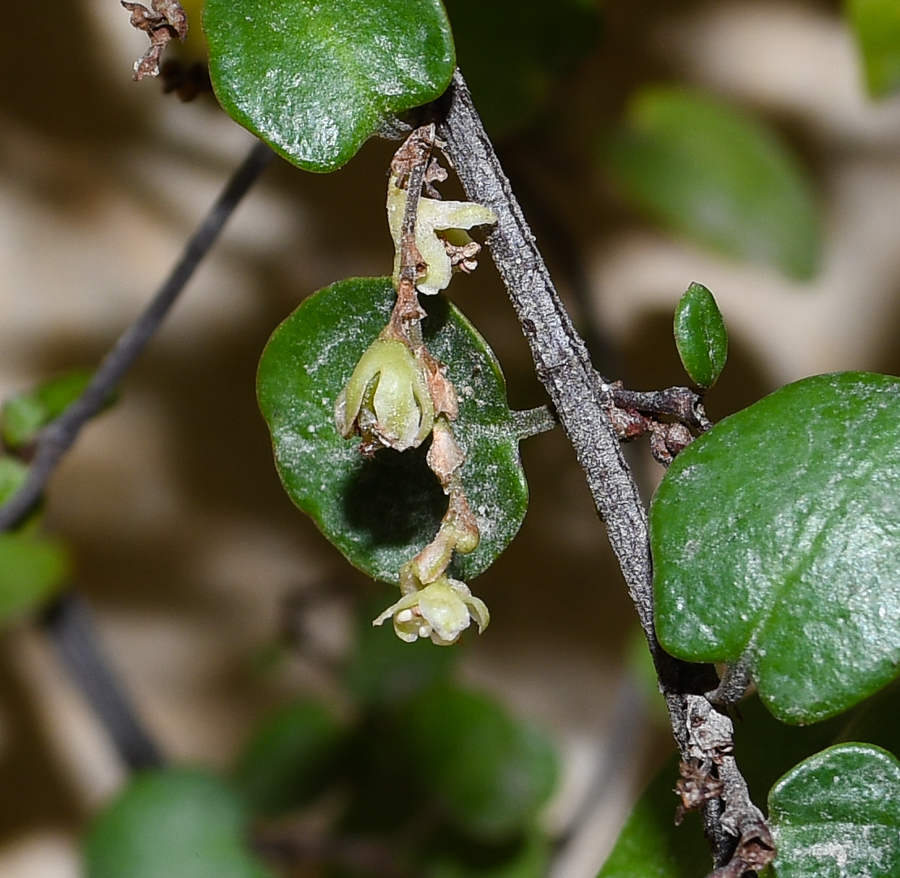 Image of Muehlenbeckia complexa specimen.