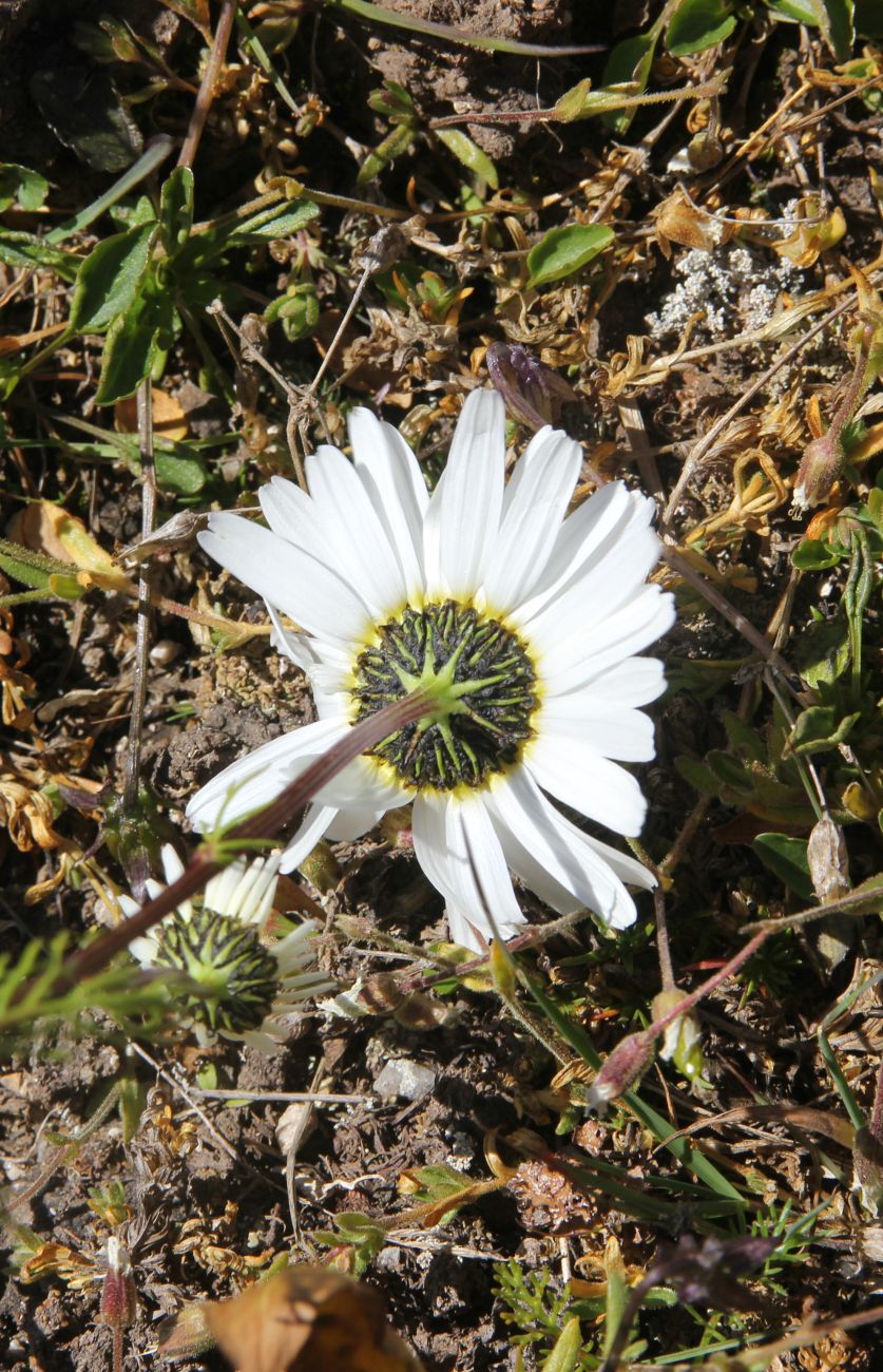 Изображение особи род Tripleurospermum.