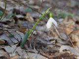 Galanthus alpinus. Цветущее растение. Краснодарский край, Крымский р-н, окр. станицы Неберджаевская, ур. Глубокий Яр, буково-дубово-грабовый лес. 19.02.2022.