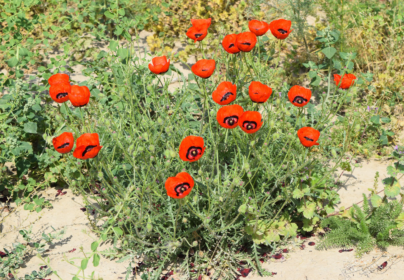 Изображение особи Papaver pavoninum.