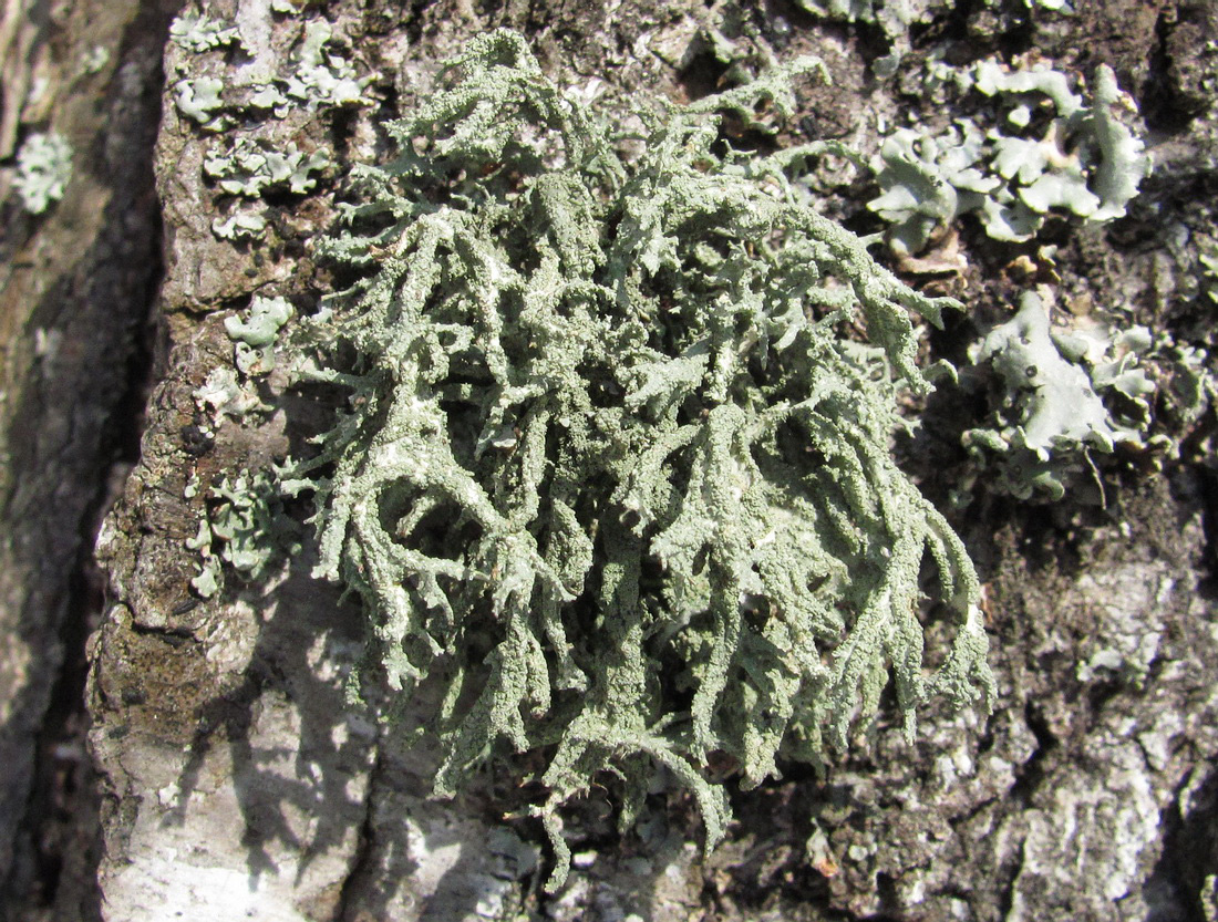 Image of Evernia mesomorpha specimen.
