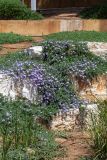 Convolvulus sabatius subspecies mauritanicus. Цветущие растения. Израиль, г. Бат-Ям, в культуре. 11.04.2022.