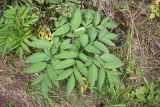 Angelica sylvestris