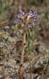 Orobanche cernua