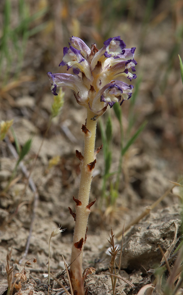 Изображение особи Orobanche cernua.