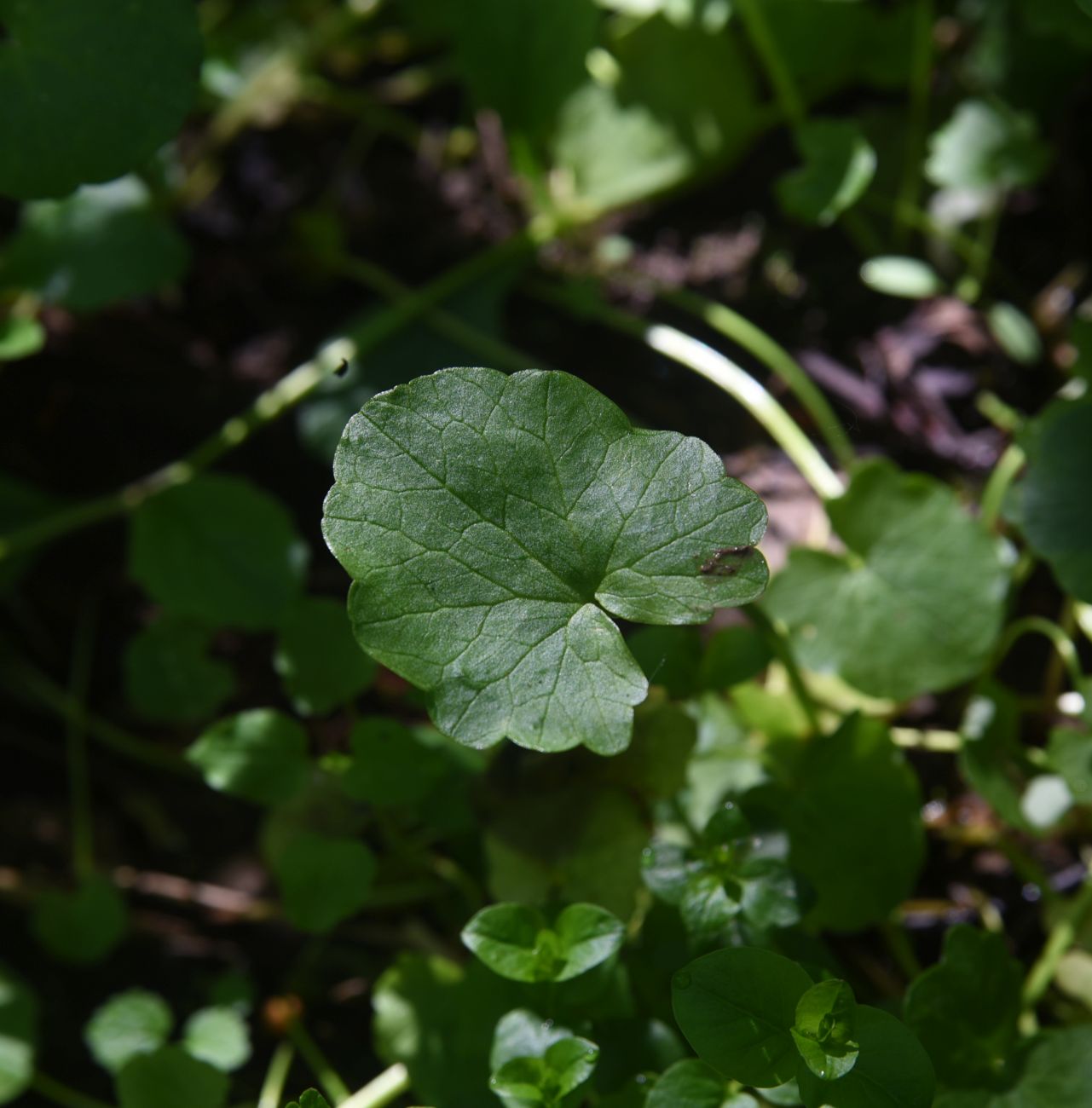Image of Ficaria verna specimen.