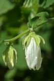 Campanula transcaucasica. Цветок. Республика Абхазия, Новый Афон. 20.08.2009.