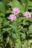 Pentas lanceolata. Цветущее растение. Томская обл., г. Томск, пос. Заварзино, в культуре. 12.06.2022.