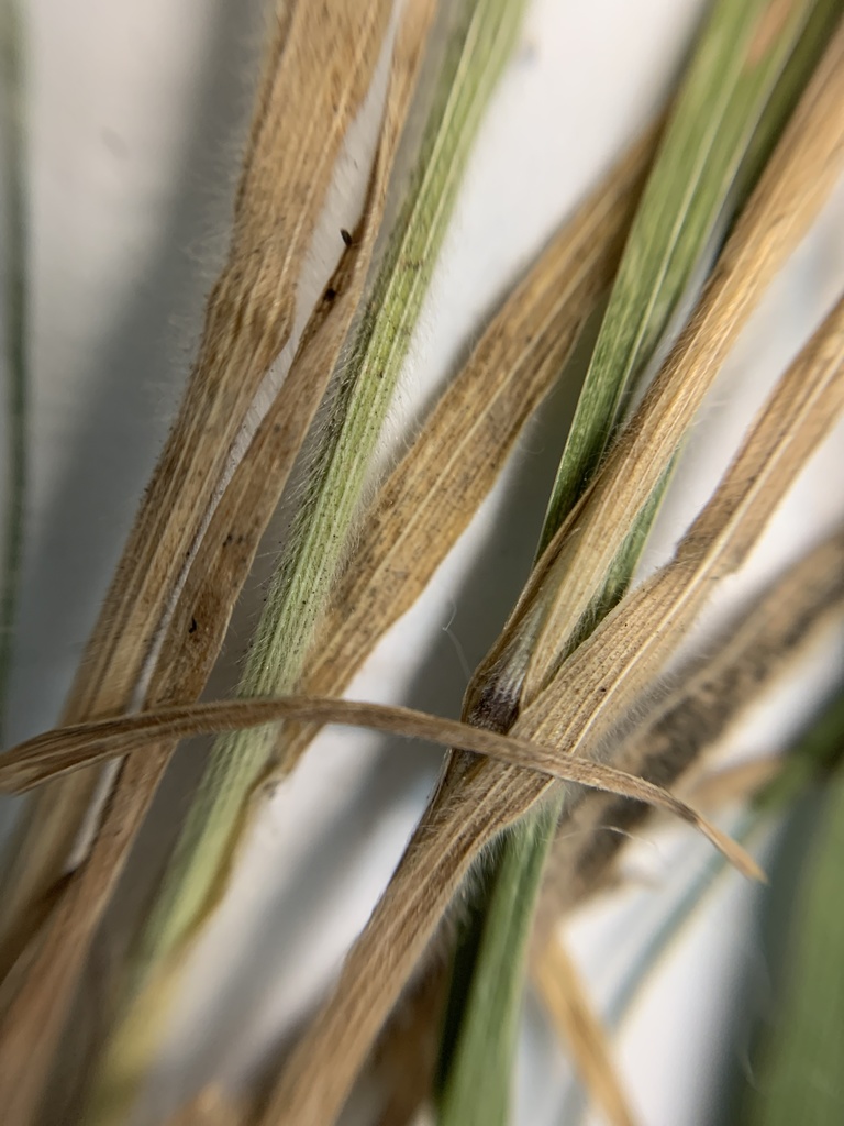 Изображение особи Bromus japonicus.