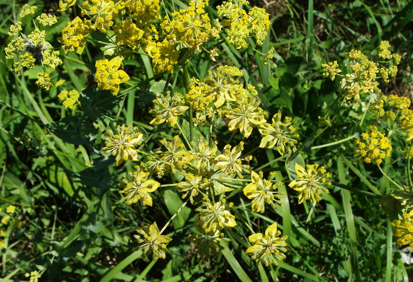 Изображение особи Bupleurum longifolium ssp. aureum.