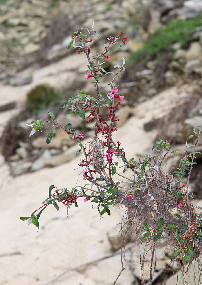 Image of Cerasus incana specimen.