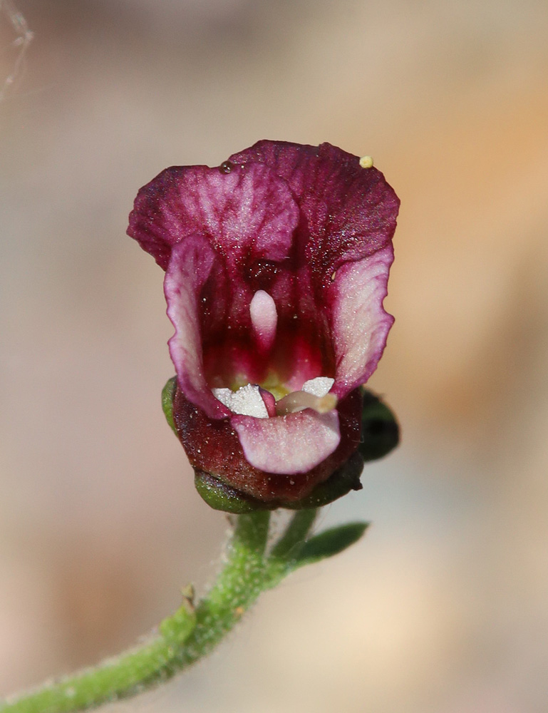 Изображение особи Scrophularia incisa.