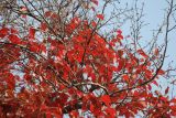Parrotia persica