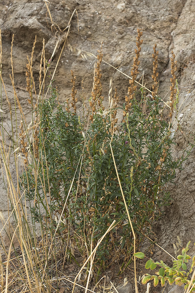 Image of Antirrhinum majus specimen.