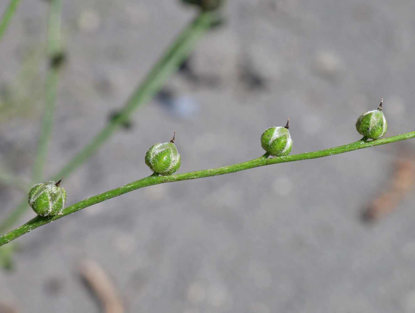 Изображение особи Heliotropium dasycarpum.