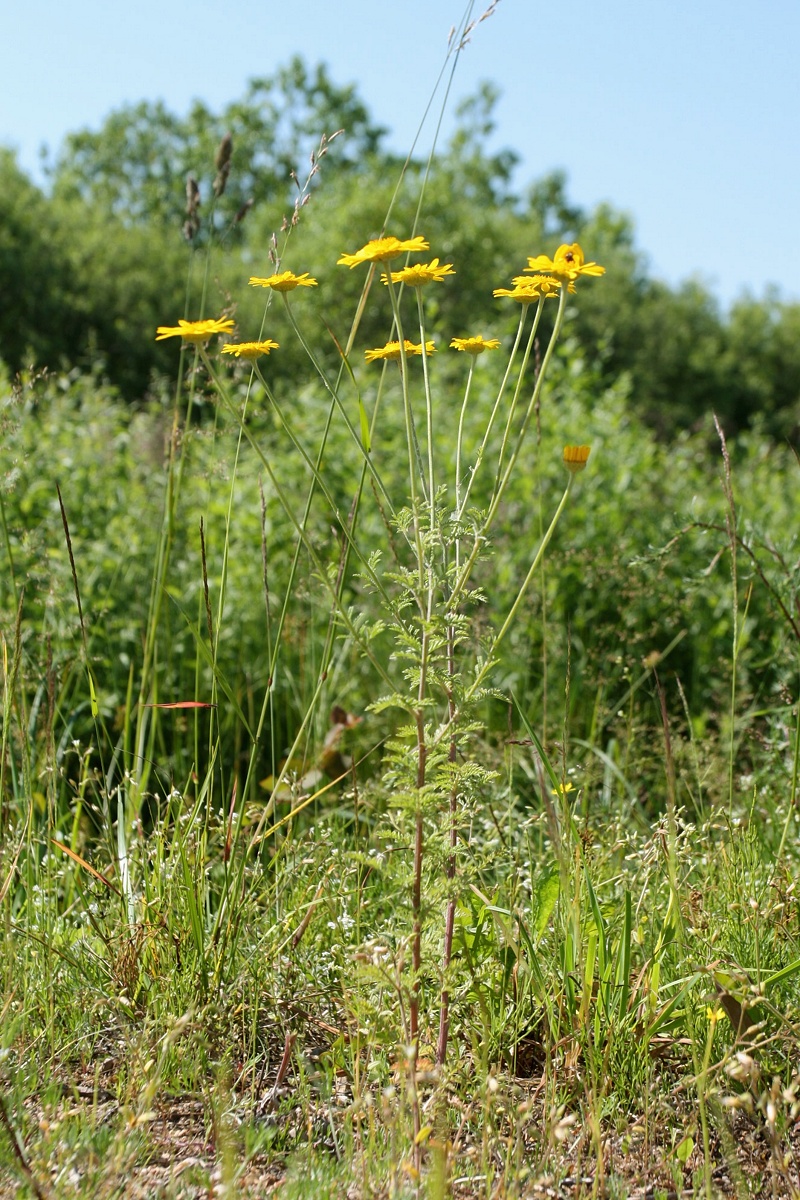 Изображение особи Anthemis tinctoria.