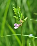 Vicia sepium. Верхушка цветущего растения. Иркутская обл., Иркутский р-н, окр. пос. Большая Речка, смешанный лес. 23.06.2022.