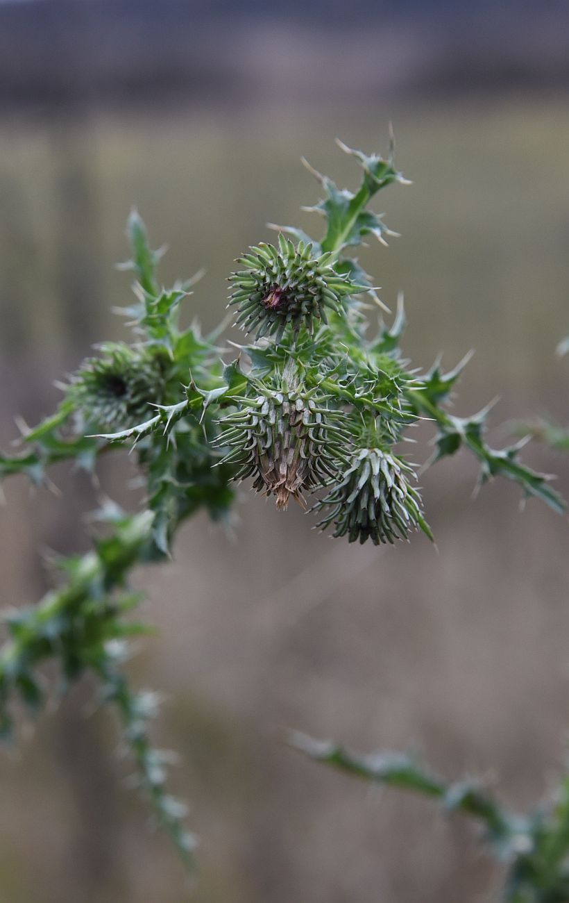 Изображение особи Carduus acanthoides.