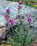 Oxytropis sibajensis