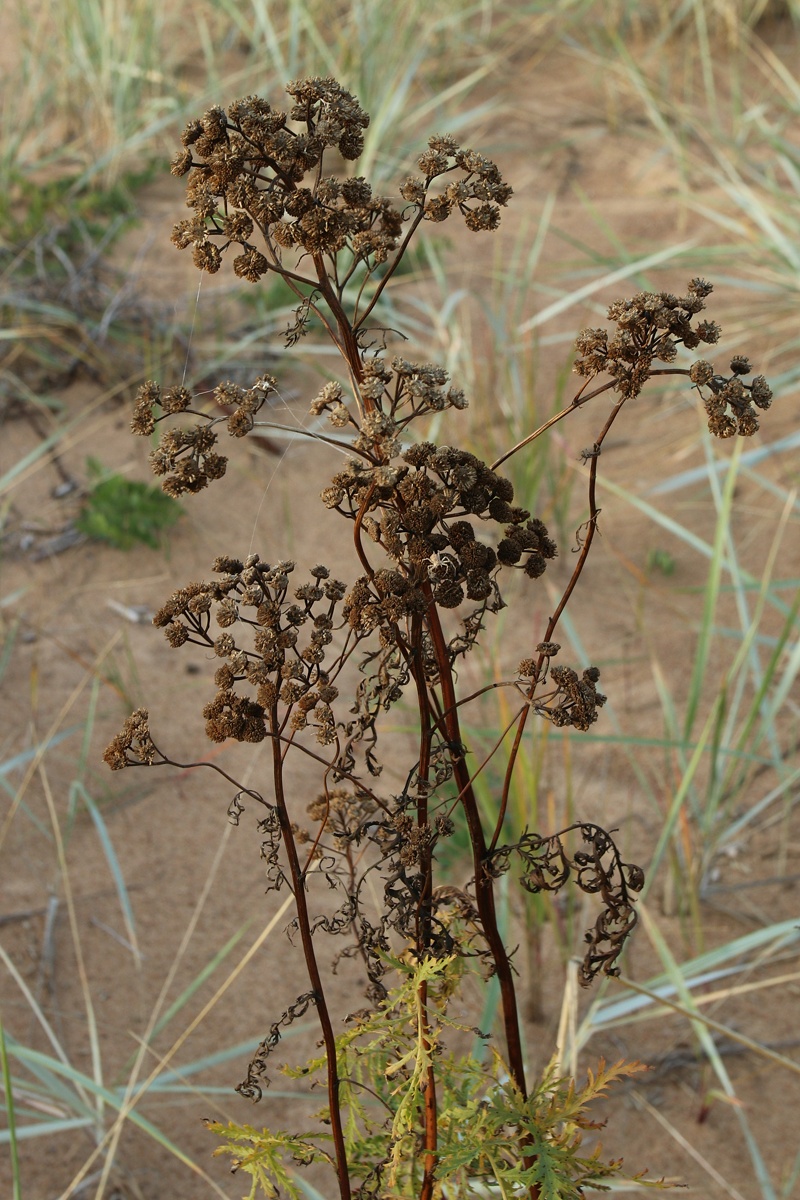 Image of Tanacetum vulgare specimen.