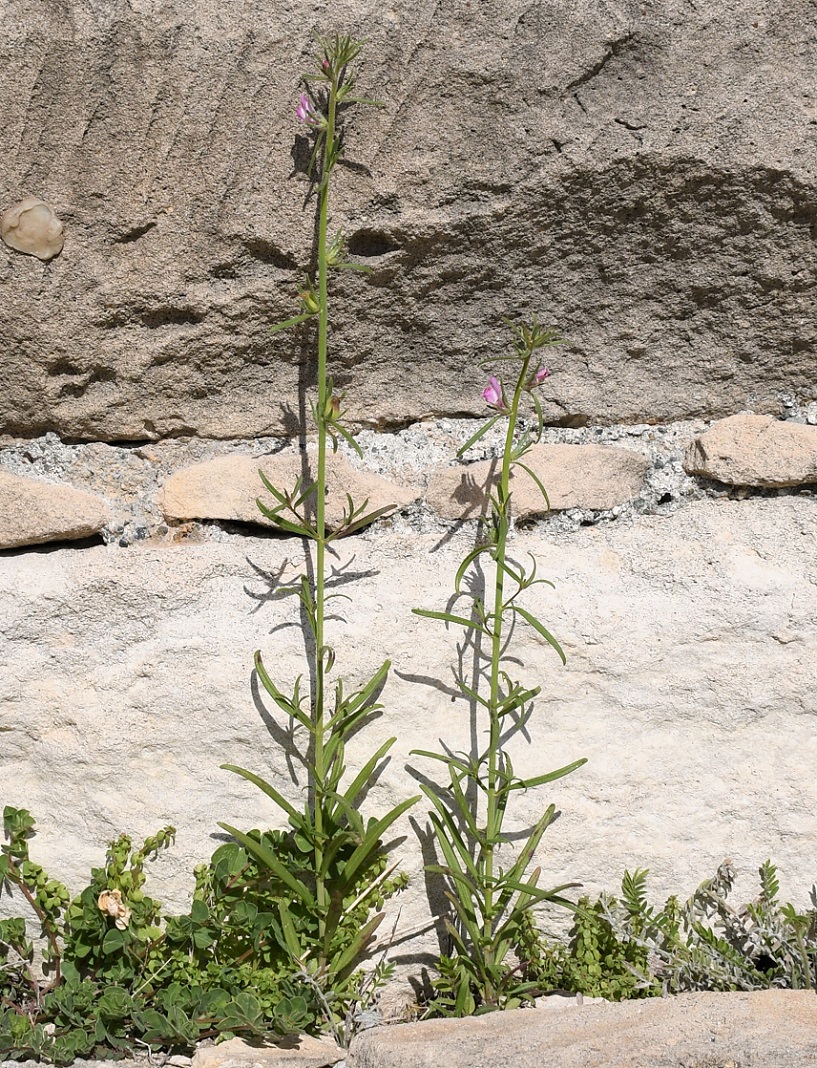 Image of Misopates orontium specimen.