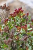 Rhodiola gelida