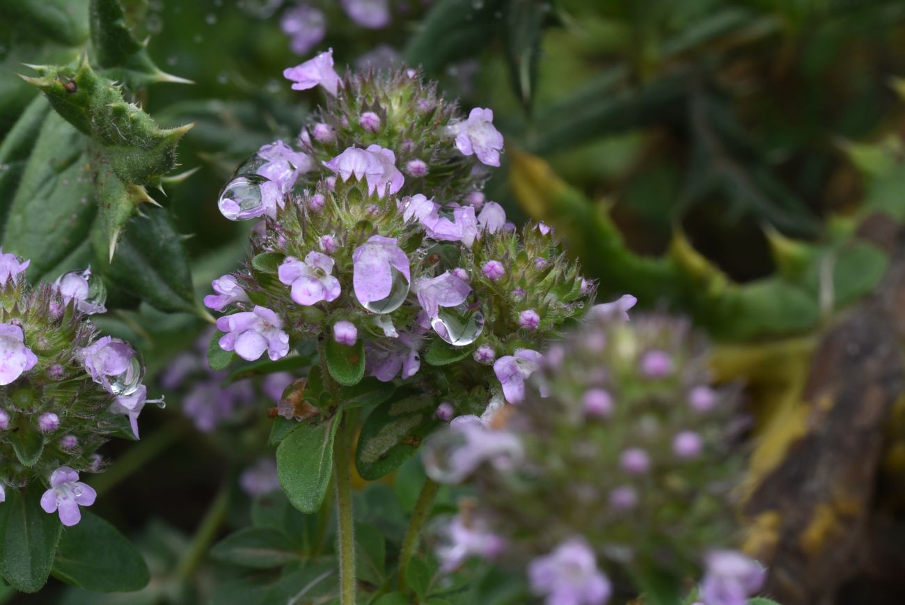 Image of genus Thymus specimen.