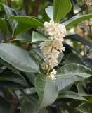 Osmanthus heterophyllus. Побег с цветками (f. myrtifolia). Южный Берег Крыма, Никитский ботанический сад. 13.10.2010.