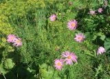 Cosmos bipinnatus