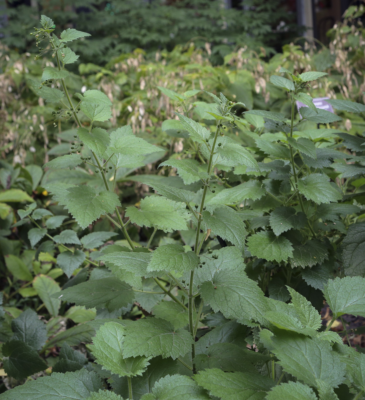 Изображение особи Scrophularia divaricata.