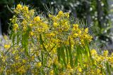 Senna artemisioides