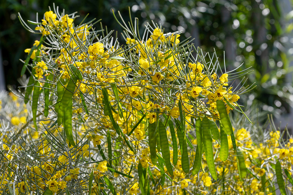 Image of Senna artemisioides specimen.