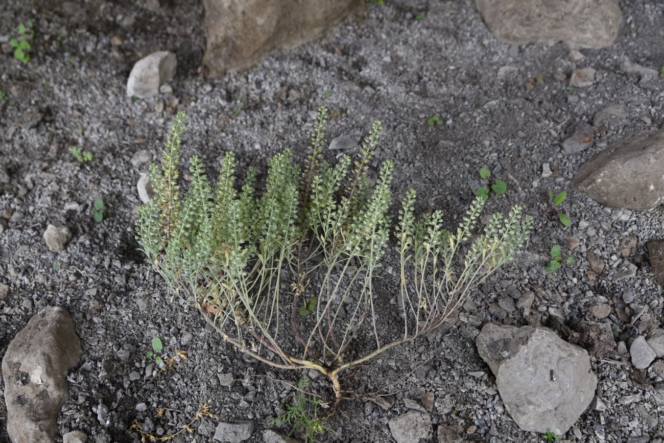 Изображение особи Alyssum simplex.