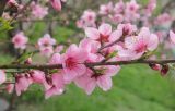 Persica vulgaris. Часть ветви с цветками. Краснодарский край, Черноморское побережье Кавказа, г. Новороссийск, в культуре. 5 апреля 2023 г.