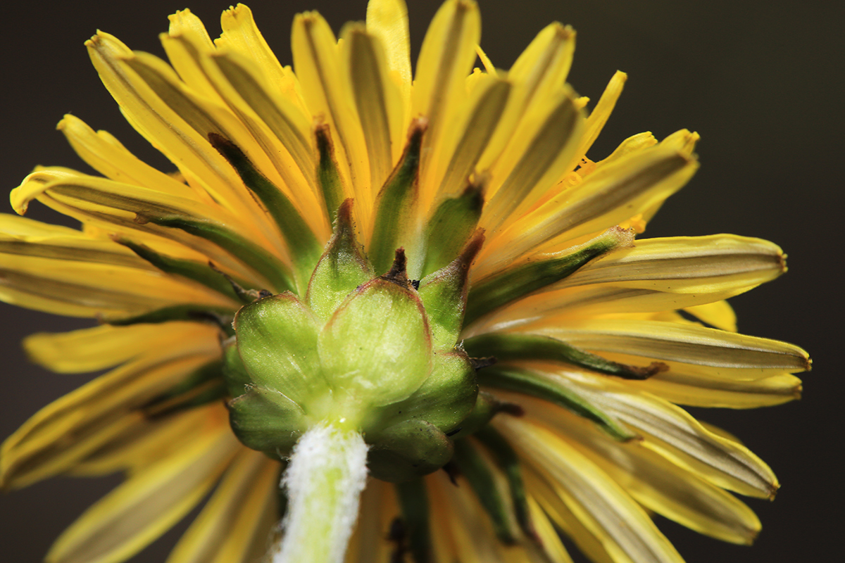 Image of Taraxacum ussuriense specimen.