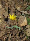 Tulipa altaica