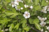 Crataegus stevenii. Верхушка побега с цветком, бутонами и листьями. Крым, Бахчисарайский р-н, окр. с. Соколиное, луг на плоскогорье. 15.05.2023.