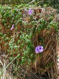 Ipomoea cairica