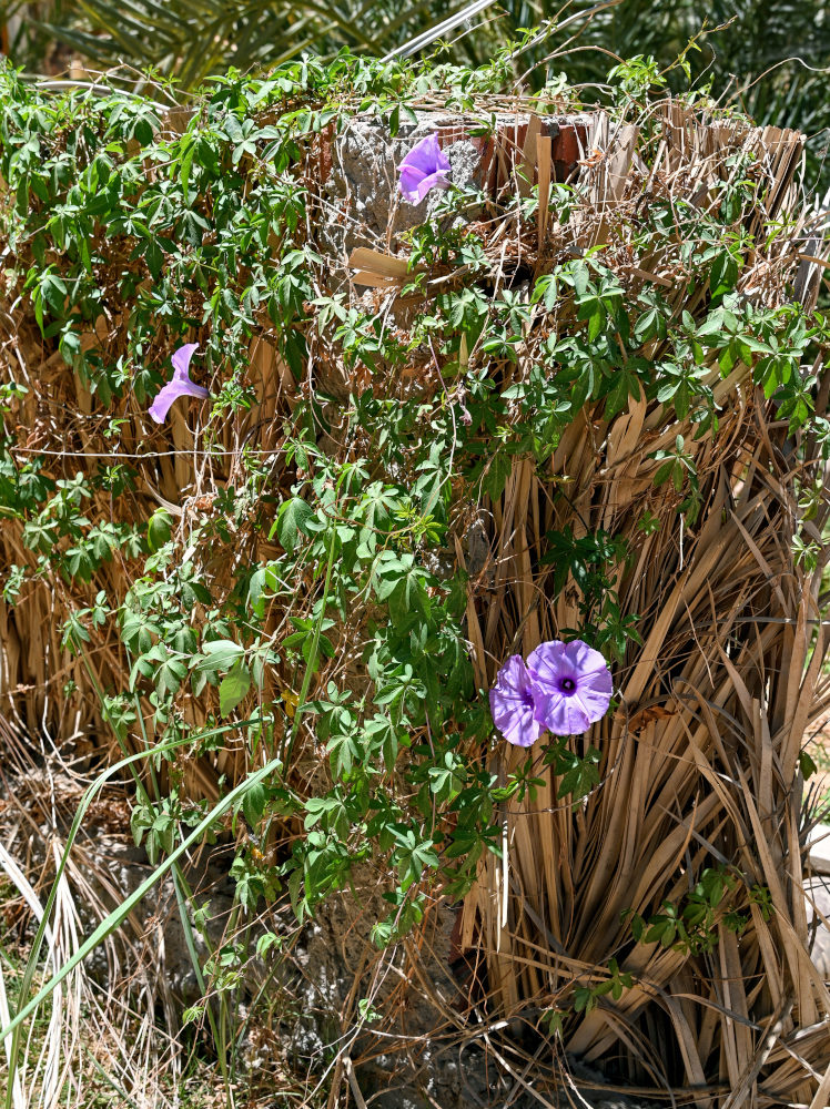 Image of Ipomoea cairica specimen.