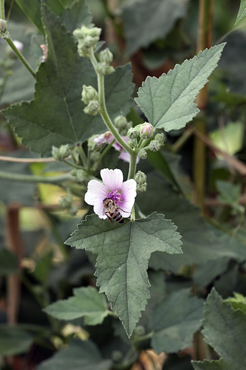 Изображение особи Althaea armeniaca.