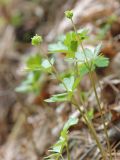 Adoxa moschatellina. Цветущее растение. Амурская обл., Архаринский р-н, Хинганский заповедник, кластер \"Хинганское\", басс. р. Эракта, хвойно-широколиственный лес. 17.05.2022.