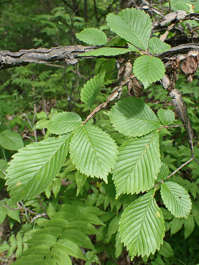 Изображение особи Ulmus japonica.