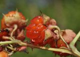 Rubus crataegifolius