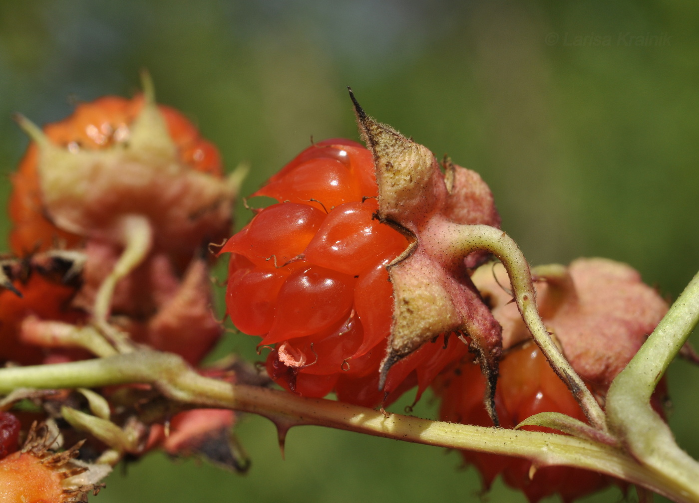 Изображение особи Rubus crataegifolius.