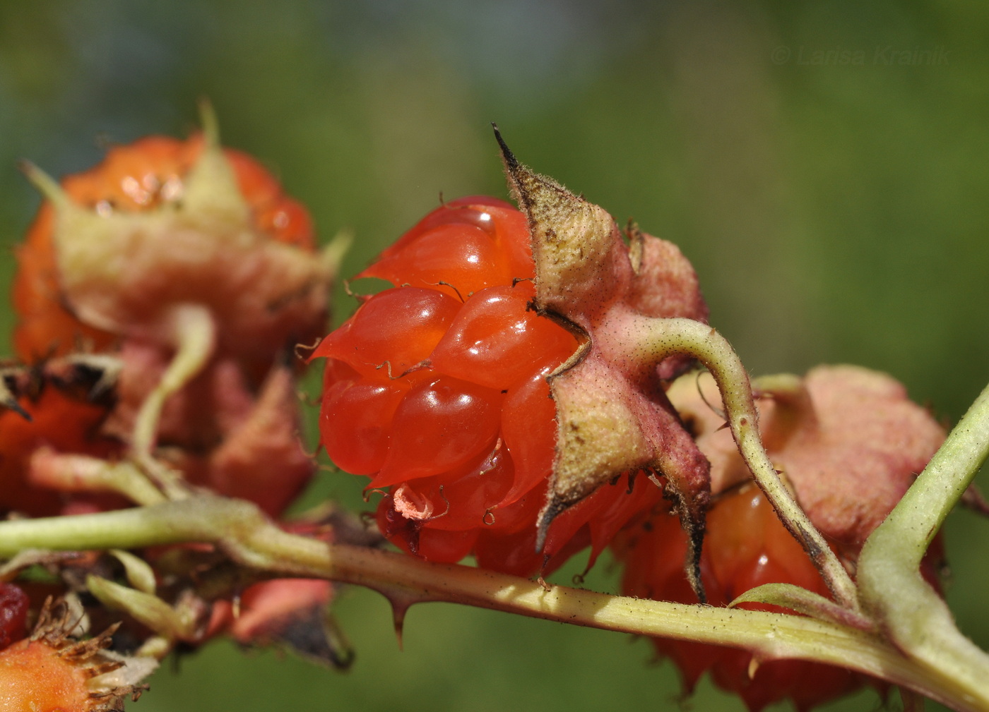 Image of Rubus crataegifolius specimen.