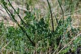 Thalictrum petaloideum. Нижние части побегов и листья. Хакасия, Орджоникидзевский р-н, горная гряда Сундуки, степной склон. 07.06.2022.